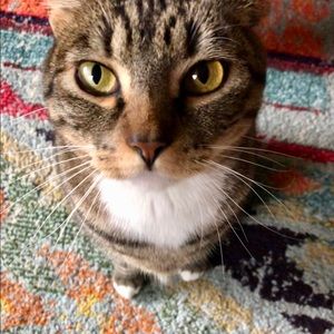 Meet your Posher, Lauren